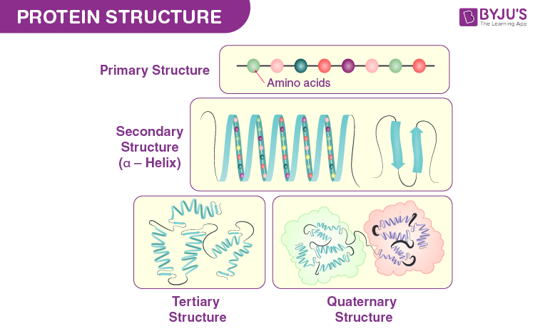 protein-structure